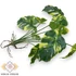 Kép 2/4 - Mű betűzhető monstera bevonatos 9 szál 34 cm - zöld-sárga oldalt