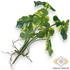 Kép 3/4 - Mű betűzhető monstera bevonatos 9 szál 34 cm - zöld-sárga hátul
