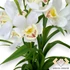 Kép 2/4 - Mű cserepes cymbidium levelekkel selyem 85 cm - fehér közeli