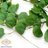 Kép 3/3 - Mű eucalyptus polyanthemos girland selyem 200 cm - zöld közeli