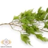 Kép 2/3 - Mű onychium páfrány gumis futó 77 cm - zöld közeli