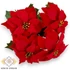Kép 1/3 - Mű mikulásvirág csokor bársony közepes 5 szál 37 cm - piros szemből
