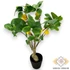 Kép 3/4 - Mű citrom bonsai cserépben 50 cm - sárga felül